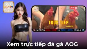 Xem Trực Tiếp Đá Gà AOG Tại NEO79 Kịch Tính Đến Phút Cuối Cùng