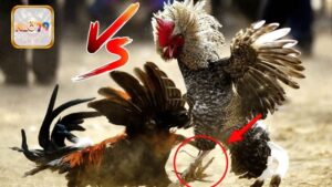 So Găng Đá Gà Thomo & Cựa Dao Tại NEO79 - Hình Thức Nào Hấp Dẫn Hơn?