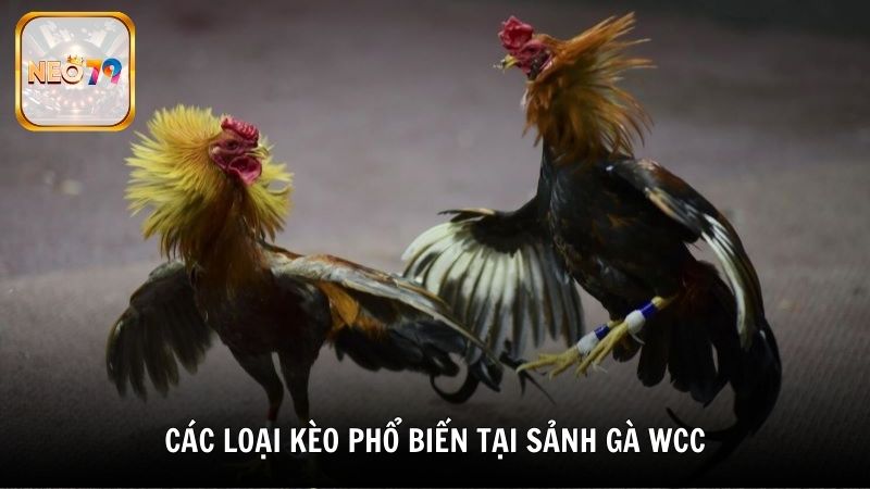 Các loại kèo phổ biến tại sảnh gà Wcc