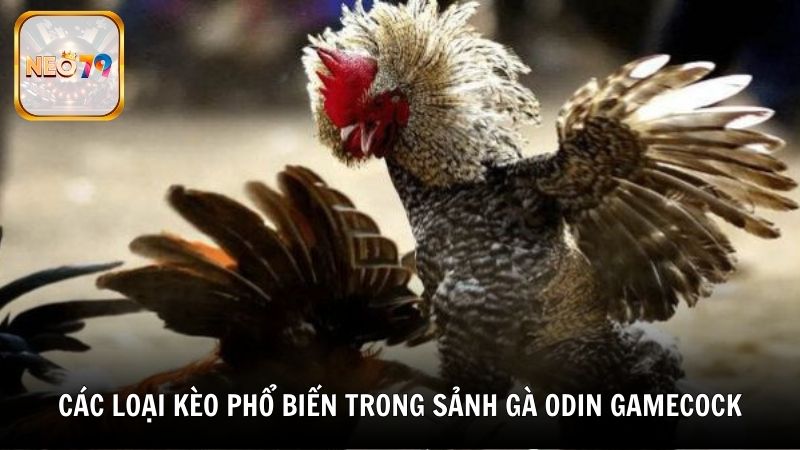 Các loại kèo phổ biến trong sảnh gà Odin Gamecock