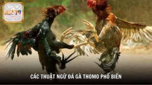 Các thuật ngữ đá gà Thomo phổ biến cần biết