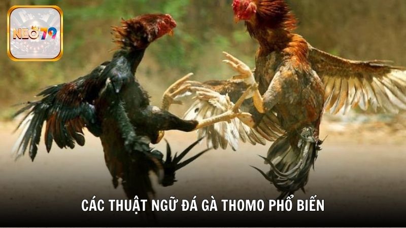 Các thuật ngữ đá gà Thomo phổ biến cần biết