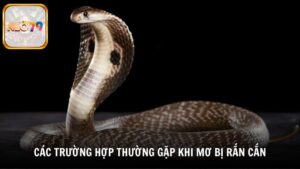 Các trường hợp thường gặp khi mơ bị rắn cắn