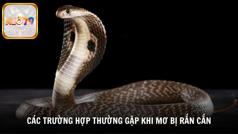 Các trường hợp thường gặp khi mơ bị rắn cắn