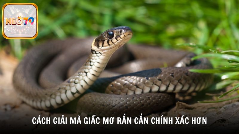 Cách giải mã giấc mơ rắn cắn chính xác hơn