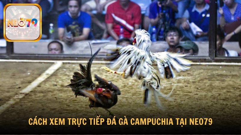 Cách xem trực tiếp đá gà Campuchia tại Neo79