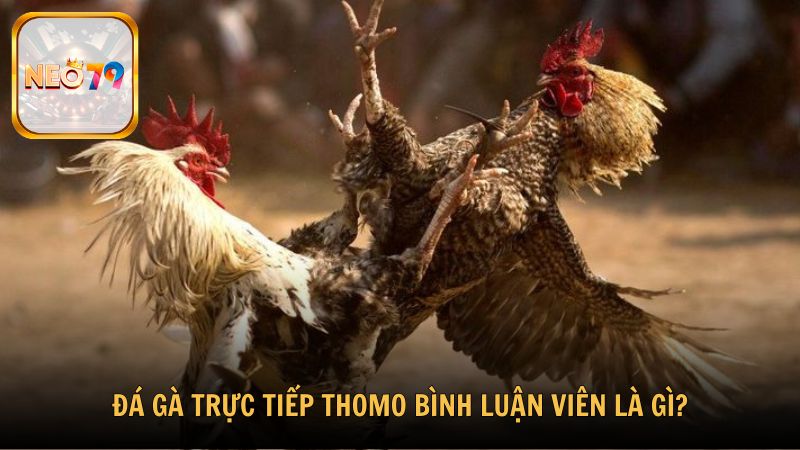 Đá gà trực tiếp Thomo bình luận viên là gì?
