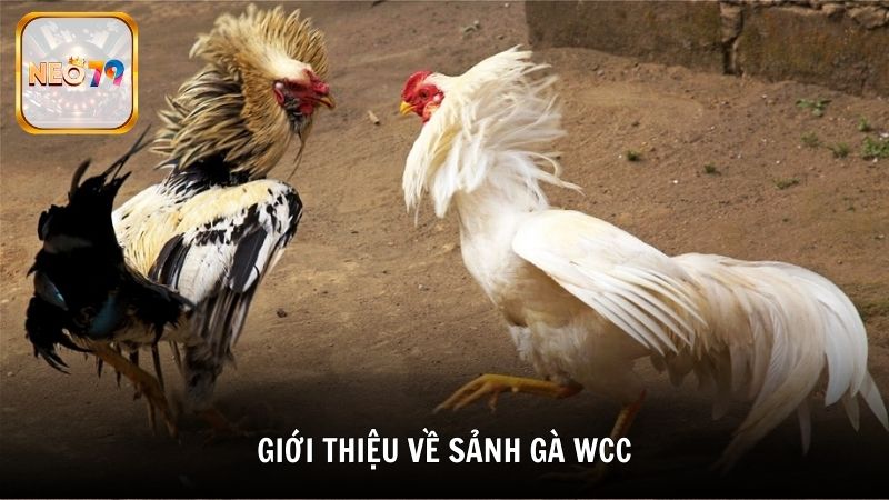 Giới thiệu về sảnh gà Wcc