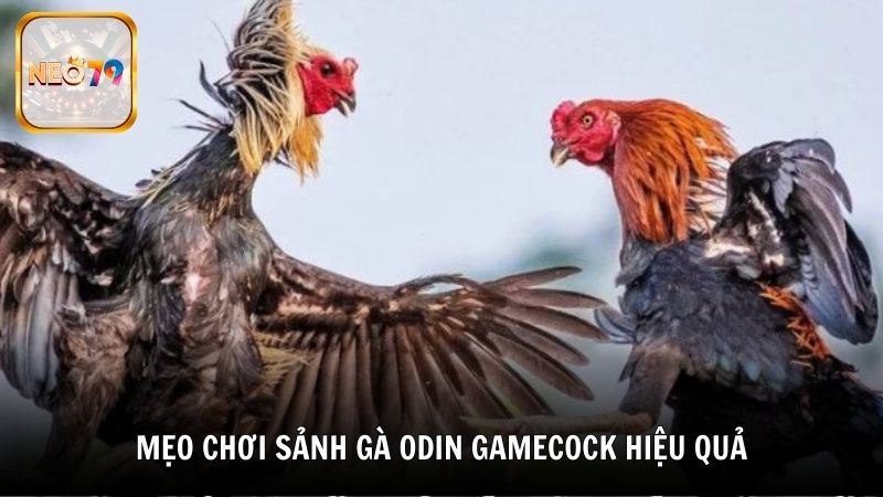 Mẹo chơi sảnh gà Odin Gamecock hiệu quả từ cao thủ Neo79