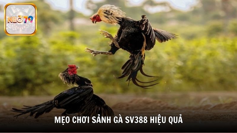 Mẹo chơi sảnh gà SV388 hiệu quả từ Neo79