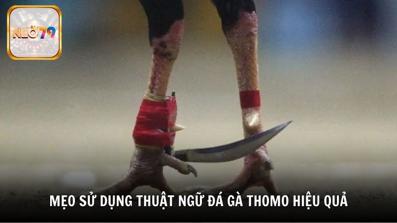 Mẹo sử dụng thuật ngữ đá gà Thomo hiệu quả từ Neo79