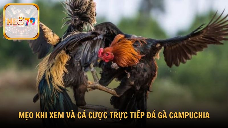 Mẹo khi xem và cá cược trực tiếp đá gà Campuchia từ BL555