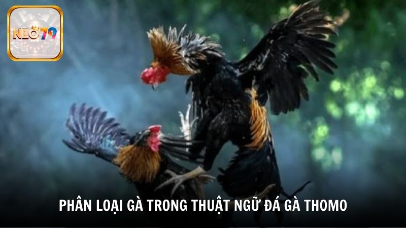 Phân loại gà trong thuật ngữ đá gà Thomo
