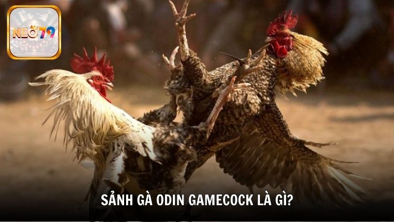 Sảnh gà Odin Gamecock là gì?