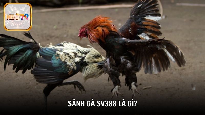 Sảnh gà SV388 là gì?
