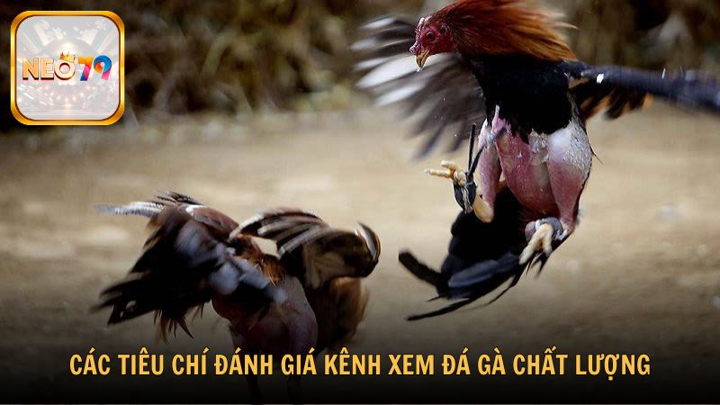 Các tiêu chí đánh giá kênh xem đá gà chất lượng