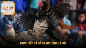 Trực tiếp đá gà Campuchia là gì?