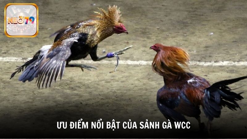 Ưu điểm nổi bật của sảnh gà Wcc