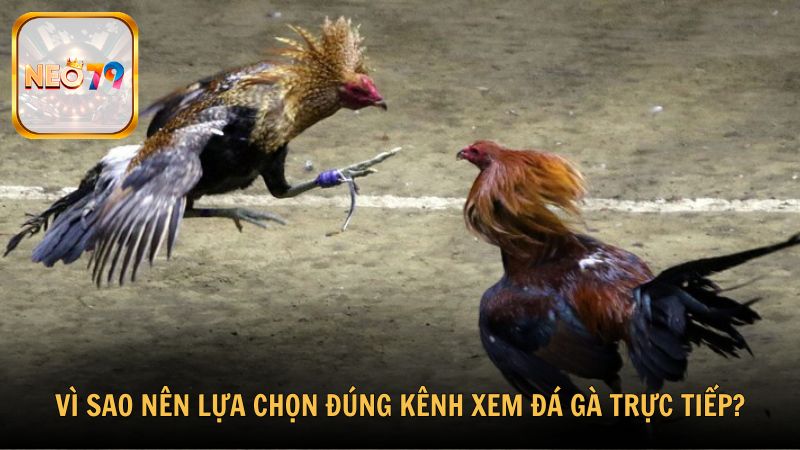 Vì sao nên lựa chọn đúng kênh xem đá gà trực tiếp?